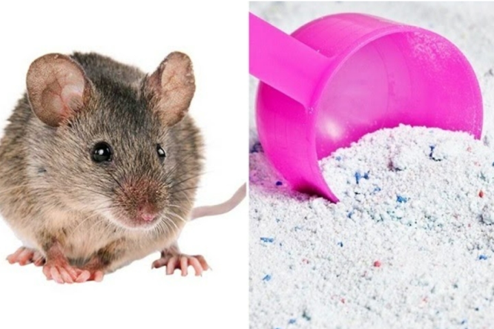 Cách đuổi chuột bằng bột giặt